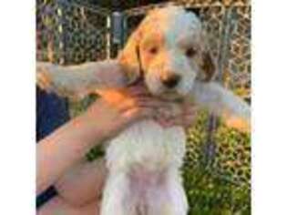 Labradoodle Puppy for sale in Williamsburg, OH, USA