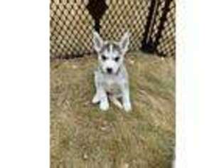 Siberian Husky Puppy for sale in Fort Collins, CO, USA