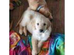 Golden Retriever Puppy for sale in Fort Walton Beach, FL, USA