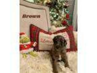 Mutt Puppy for sale in Knoxville, TN, USA