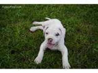 American Bulldog Puppy for sale in Satsuma, AL, USA