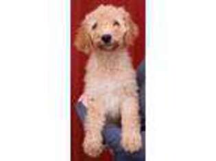 Goldendoodle Puppy for sale in Diamond, MO, USA