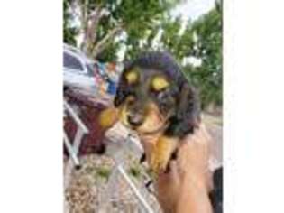 Dachshund Puppy for sale in Pueblo, CO, USA