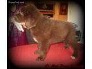 Newfoundland Puppy for sale in West Union, OH, USA