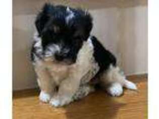 Cavachon Puppy for sale in Atlanta, GA, USA