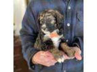 Mutt Puppy for sale in Shamrock, TX, USA