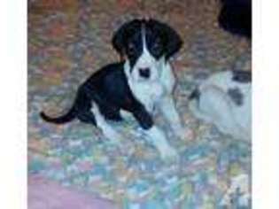 Great Dane Puppy for sale in SANDY, OR, USA