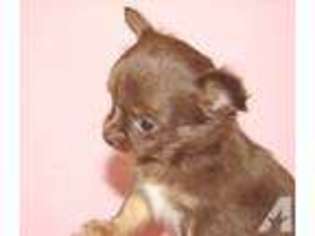 Mutt Puppy for sale in GROVETON, TX, USA