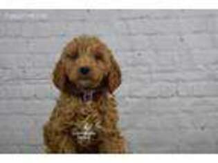 Goldendoodle Puppy for sale in Minocqua, WI, USA