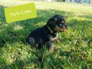 Rottweiler Puppy for sale in Thayer, KS, USA