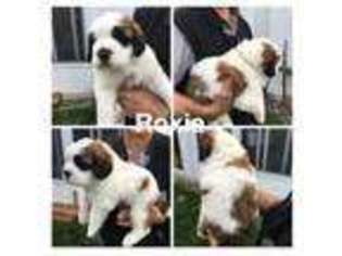 Saint Bernard Puppy for sale in Modesto, CA, USA