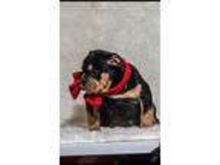Olde English Bulldogge Puppy for sale in San Antonio, TX, USA