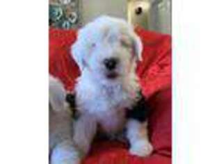 Old English Sheepdog Puppy for sale in Saint George, KS, USA