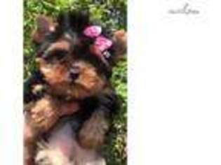 Yorkshire Terrier Puppy for sale in Worcester, MA, USA