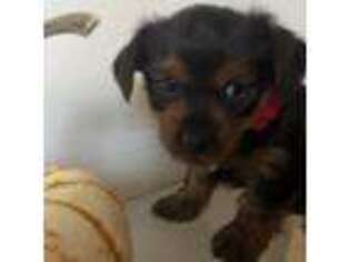 Yorkshire Terrier Puppy for sale in Aumsville, OR, USA