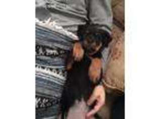 Rottweiler Puppy for sale in Monroe, NC, USA