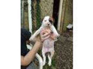 American Bulldog Puppy for sale in Athens, GA, USA