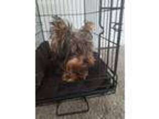 Yorkshire Terrier Puppy for sale in New Castle, DE, USA