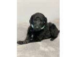 Mutt Puppy for sale in Hanson, KY, USA