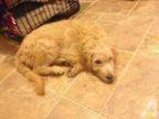 Goldendoodle Puppy for sale in CARY, NC, USA