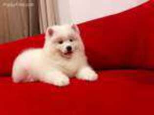 Samoyed Puppy for sale in Alexander, AR, USA