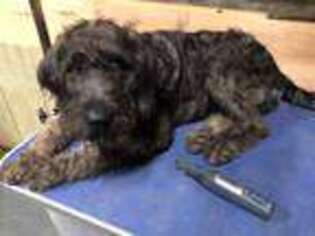 Labradoodle Puppy for sale in Summerfield, NC, USA