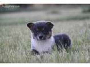 Pembroke Welsh Corgi Puppy for sale in Edson, KS, USA