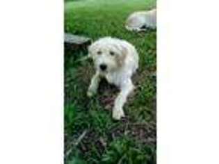 Labradoodle Puppy for sale in Holtwood, PA, USA
