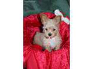 Yorkshire Terrier Puppy for sale in Port Angeles, WA, USA