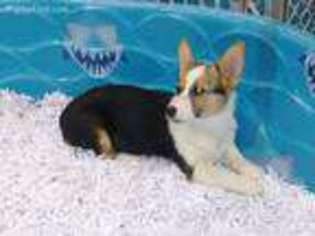 Pembroke Welsh Corgi Puppy for sale in Spotsylvania, VA, USA