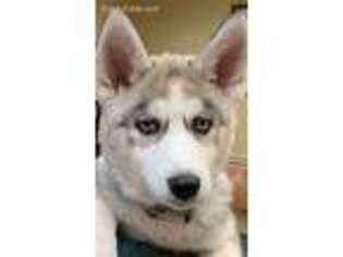 Siberian Husky Puppy for sale in Monticello, NY, USA