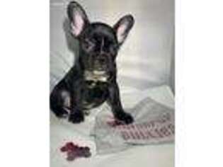 Medium Photo #1 French Bulldog Puppy For Sale in Bronx, NY, USA