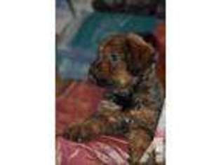 Briard Puppy for sale in ACTON, MA, USA
