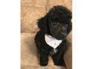 Mutt Puppy for sale in Granger, TX, USA