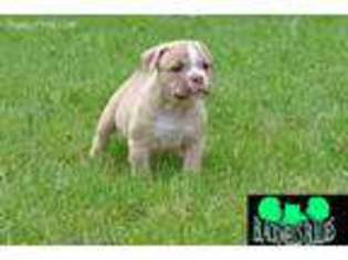 Olde English Bulldogge Puppy for sale in Lafayette, IN, USA
