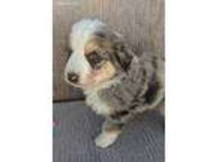 Australian Shepherd Puppy for sale in Arcola, IL, USA