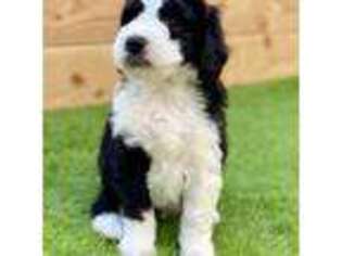 Old English Sheepdog Puppy for sale in Henderson, NV, USA