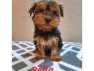 Yorkshire Terrier Puppy for sale in Montgomery, IN, USA