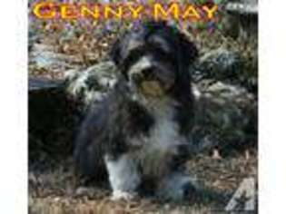 Havanese Puppy for sale in KNOXVILLE, TN, USA