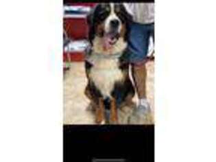 Bernese Mountain Dog Puppy for sale in Seminole, OK, USA