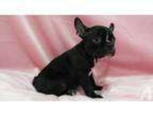 French Bulldog Puppy for sale in UNION CITY, NJ, USA