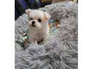 Maltese Puppy for sale in Bensalem, PA, USA