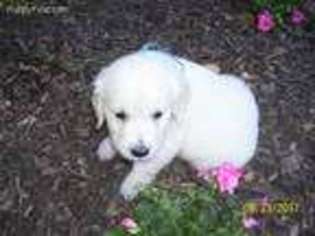 Golden Retriever Puppy for sale in Lykens, PA, USA