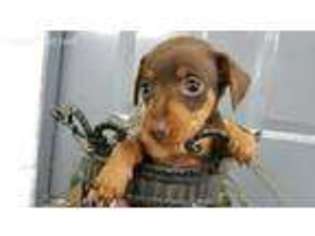Miniature Pinscher Puppy for sale in Cannelburg, IN, USA