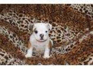 Bulldog Puppy for sale in EAST CHINA, MI, USA