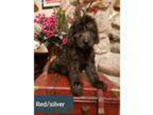 Labradoodle Puppy for sale in Ogden, IA, USA