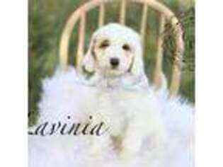 Goldendoodle Puppy for sale in Eaton, CO, USA
