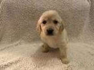 Golden Retriever Puppy for sale in Sanbornton, NH, USA