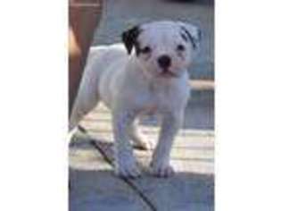American Bulldog Puppy for sale in Artesia, CA, USA