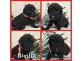 Labradoodle Puppy for sale in Peoria, IL, USA